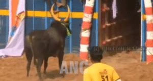 திருச்சி மாவட்டம் லால்குடி தாலுக்கா கல்லு குடி கிராமத்தில் நடைபெறும் ஜல்லிக்கட்டு போட்டிக்கு தடை விதிக்க வேண்டும் மாட்டின் உரிமையாளர் மாவட்ட ஆட்சியரகத்தில் புகார் வழங்கியதால் பரபரப்பு ஏற்பட்டது