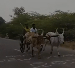 ஶ்ரீ சமயபுரத்து மாரியம்மன் ஜெய் ஆஞ்சநேயர் மற்றும் ஏழு முக காளியம்மன் திருக்கோவில் சந்தன காப்பு உற்சவத்தை முன்னிட்டு இரண்டாம் ஆண்டு தொண்டைமான் ரேக்கலா நண்பர்களால் நடத்தப்பட்ட மாபெரும் மாட்டு வண்டி எல்கை பந்தயம்சாலையில் இருபுறமும் பந்தய ரசிகர்கள் கண்டுகளித்தனர்